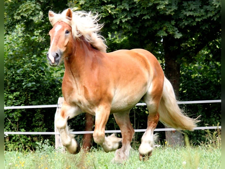 Południowoniemiecki koń zimnokrwisty Wałach 9 lat 165 cm Kasztanowata in Haren