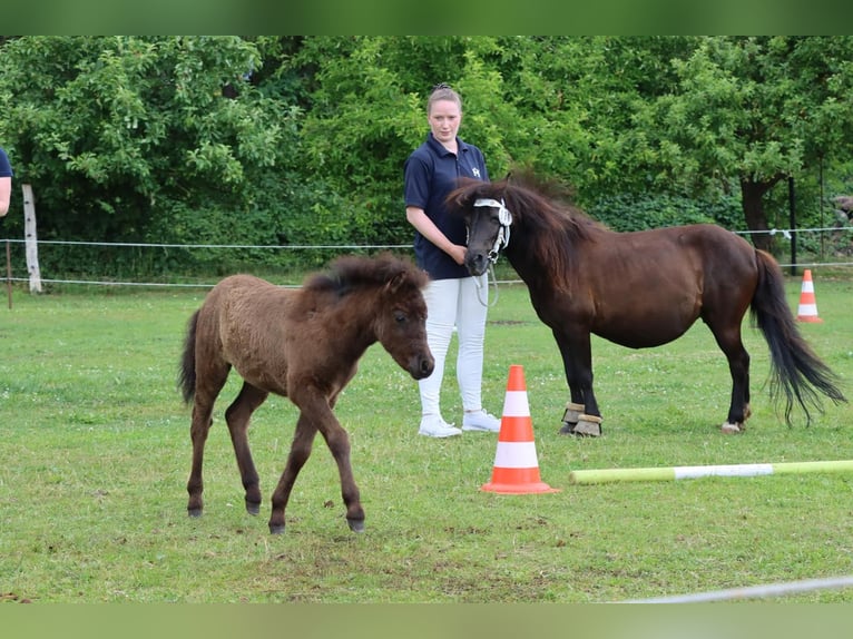 Poney classique allemand Étalon Poulain (05/2025) 110 cm Léopard in Grimmen