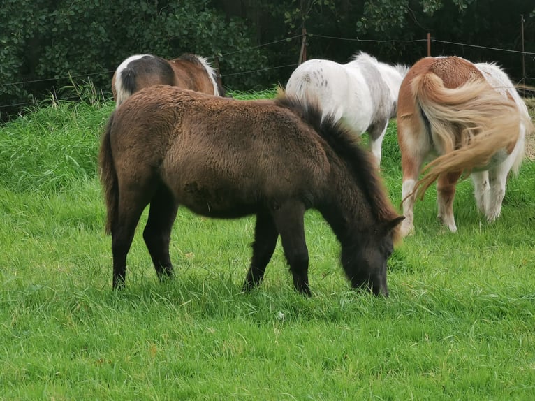 Poney classique allemand Étalon Poulain (05/2025) 110 cm Léopard in Grimmen