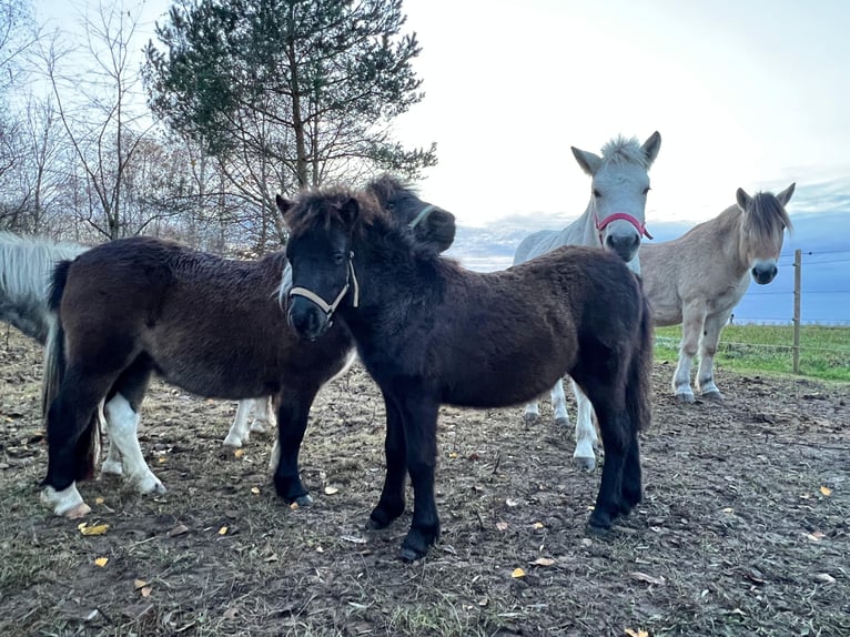 Poney classique allemand Étalon Poulain (05/2025) 110 cm Léopard in Grimmen