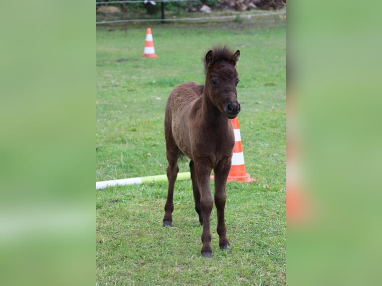 Poney classique allemand Étalon Poulain (05/2025) 110 cm Léopard in Grimmen