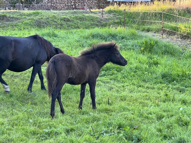 Poney classique allemand Étalon Poulain (05/2025) 110 cm Léopard in Grimmen