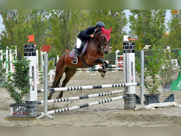 Poney classique allemand Hongre 17 Ans 148 cm Bai in Alessandria