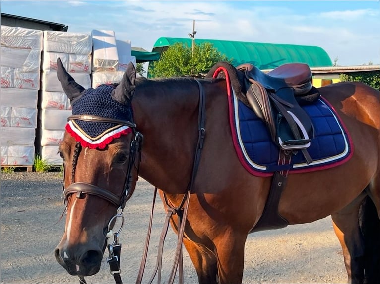 Poney classique allemand Hongre 17 Ans 148 cm Bai in Alessandria