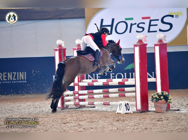 Poney classique allemand Hongre 17 Ans 148 cm Bai in Alessandria