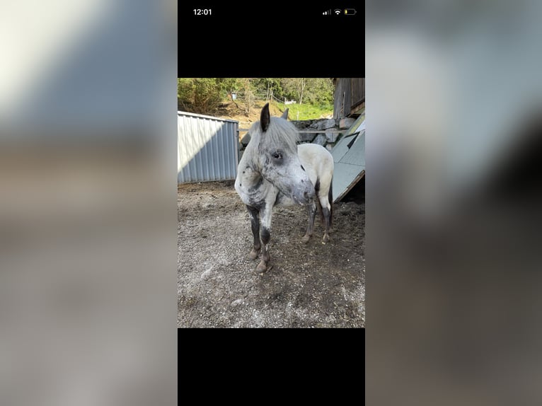 Poney classique allemand Croisé Hongre 2 Ans 135 cm Léopard in Hollersbach