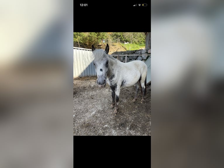 Poney classique allemand Croisé Hongre 2 Ans 135 cm Léopard in Hollersbach