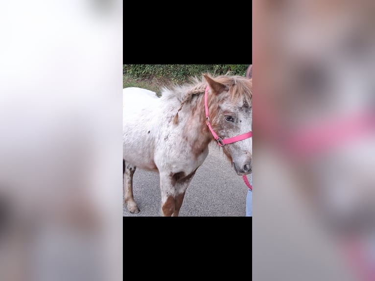 Poney classique allemand Croisé Hongre 3 Ans 110 cm in Eschweiler