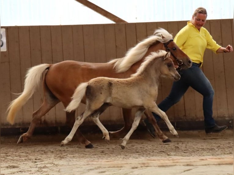 Poney classique allemand Jument 13 Ans 110 cm Alezan in Goslar