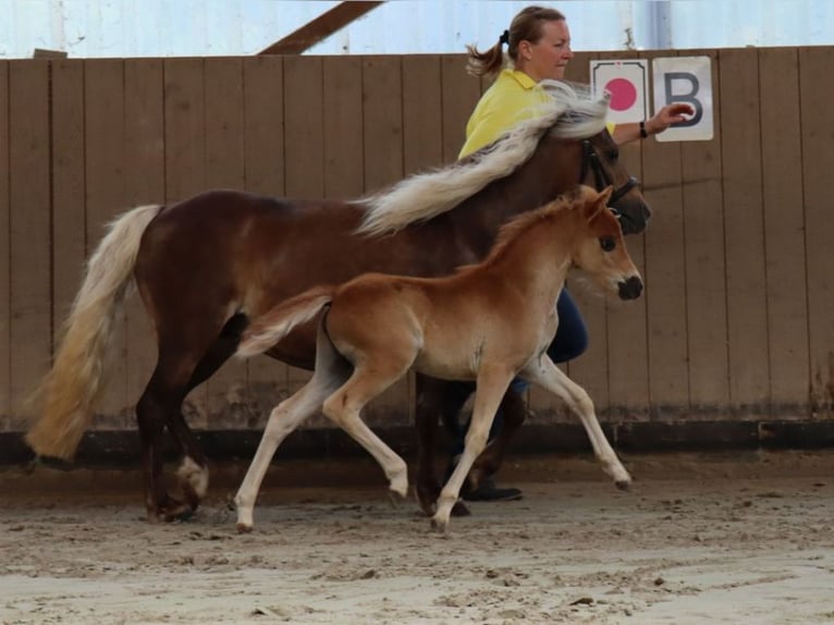 Poney classique allemand Jument 13 Ans 110 cm Alezan in Goslar