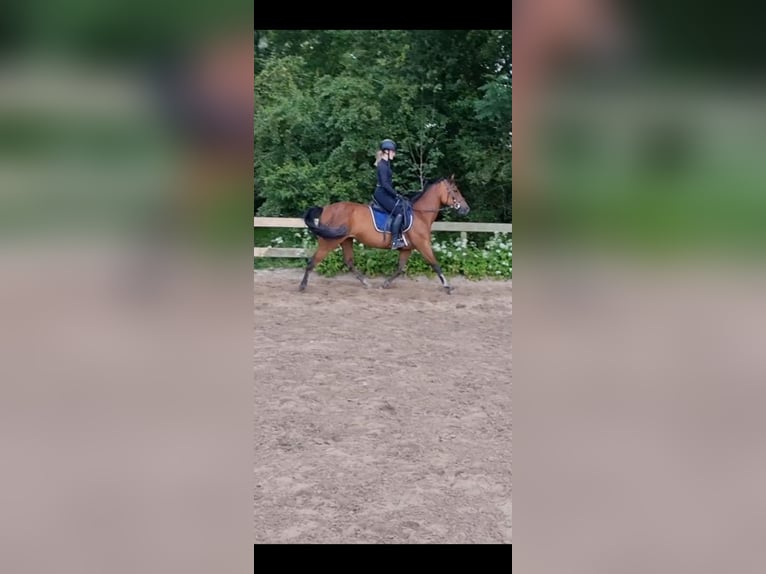 Poney classique allemand Jument 13 Ans 146 cm Bai in Grootschermer