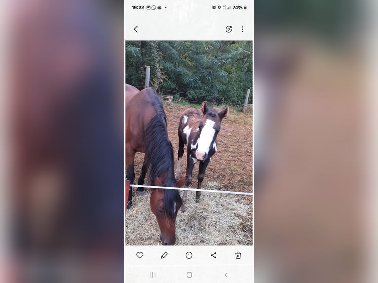 Poney classique allemand Jument 19 Ans Bai in Nauen