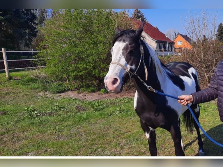Poney classique allemand Jument 19 Ans Bai in Nauen
