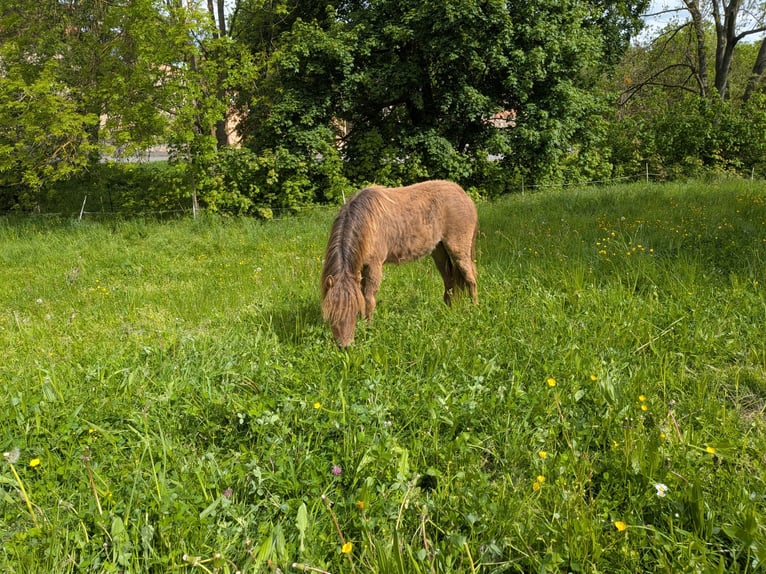 Poney classique allemand Jument 1 Année  in Heideland
