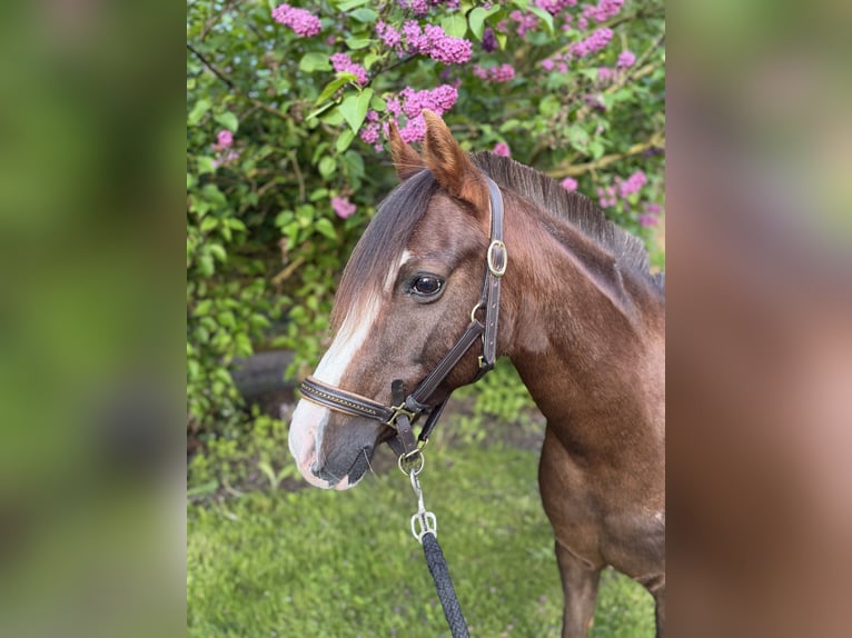 Poney classique allemand Jument 21 Ans 125 cm Alezan brûlé in Stahnsdorf