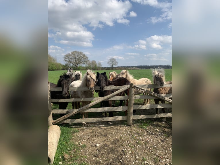 Poney classique allemand Jument 3 Ans 113 cm in Krummesse
