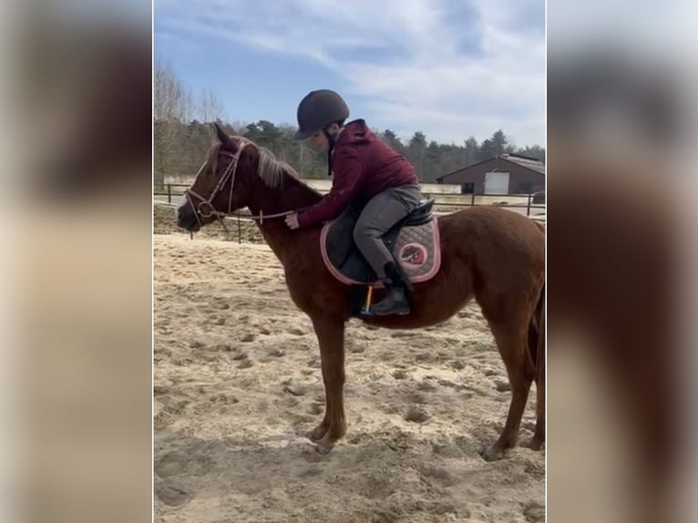 Poney classique allemand Jument 3 Ans 136 cm Alezan in Malden