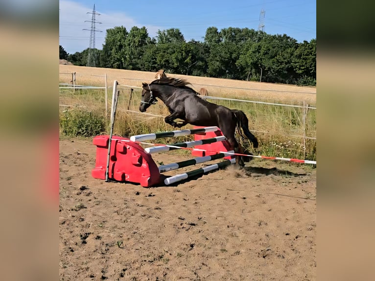 Poney classique allemand Jument 4 Ans 109 cm Bai brun foncé in Moers