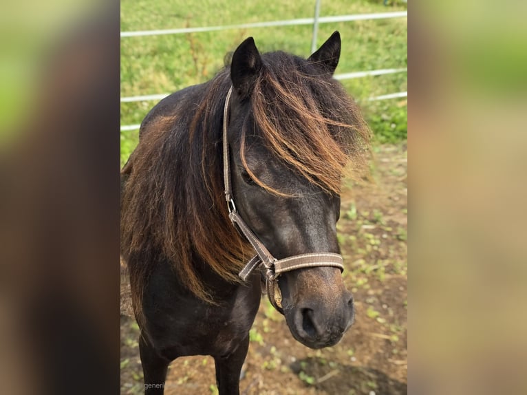 Poney classique allemand Jument 4 Ans 109 cm Bai brun foncé in Moers
