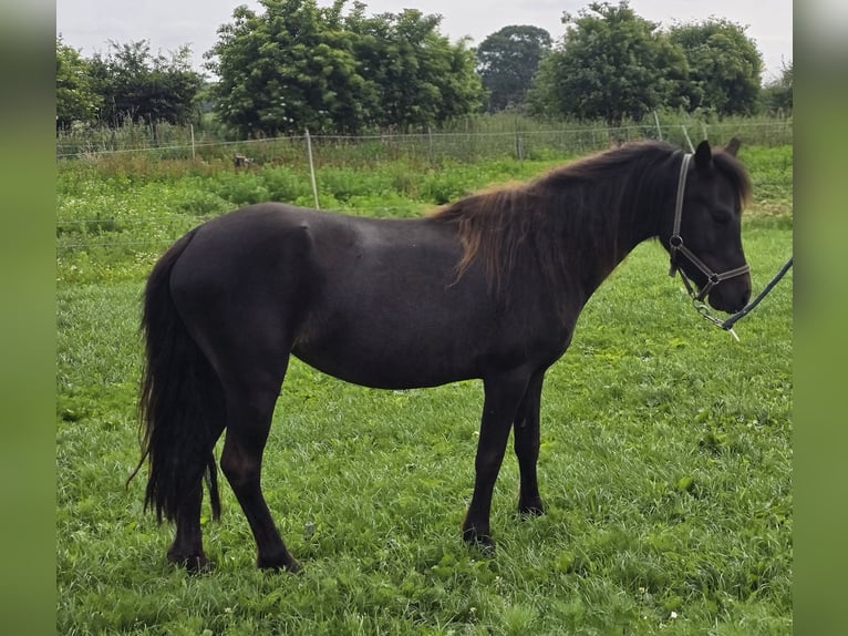 Poney classique allemand Jument 4 Ans 109 cm Bai brun foncé in Moers