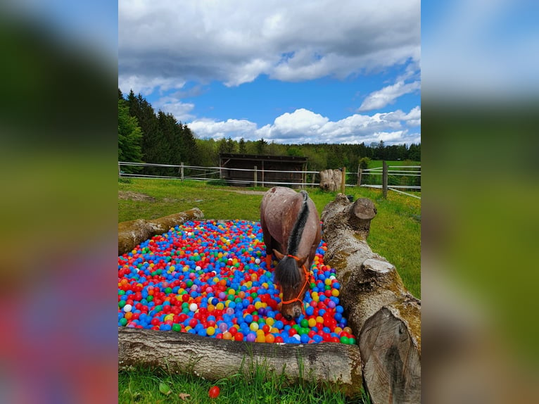 Poney classique allemand Jument 9 Ans 107 cm Léopard in München