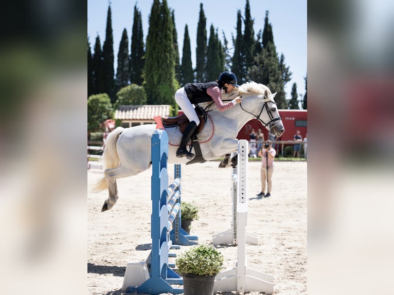 Poney classique Étalon 10 Ans 147 cm Gris in Montpellier