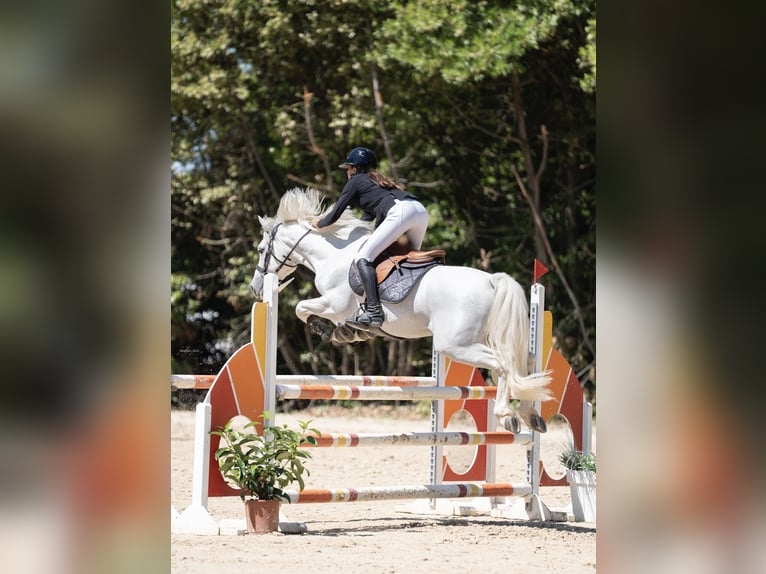 Poney classique Étalon 10 Ans 147 cm Gris in Montpellier