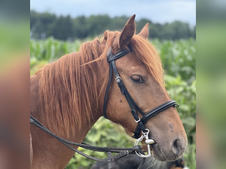 Poney classique Étalon 4 Ans 135 cm Alezan in Uttendorf