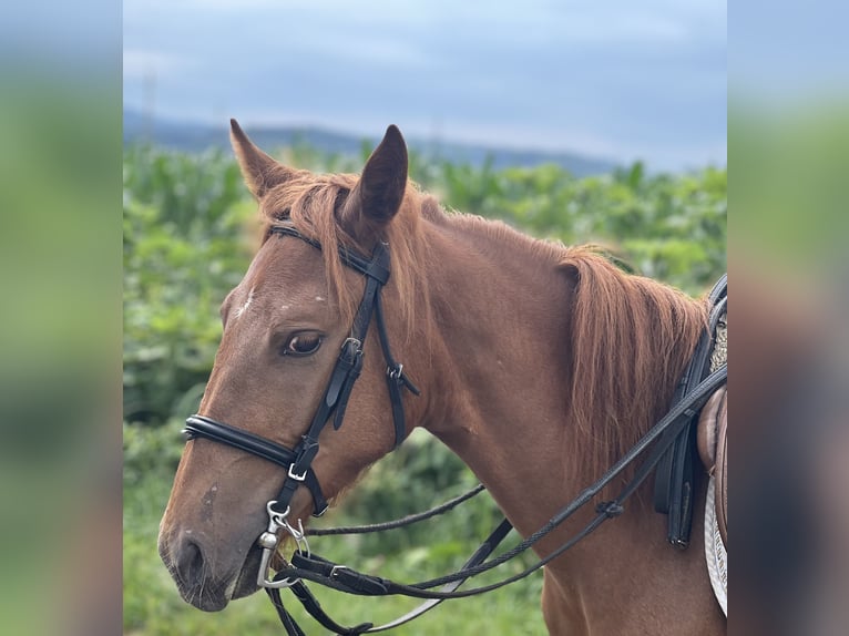 Poney classique Étalon 4 Ans 135 cm Alezan in Uttendorf