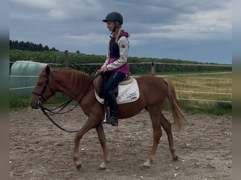 Poney classique Étalon 4 Ans 135 cm Alezan in Uttendorf