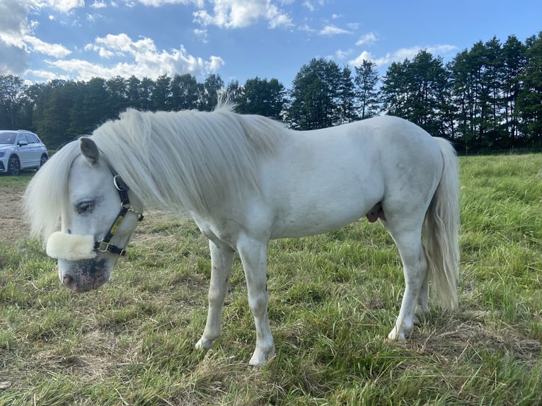 Poney classique Étalon 8 Ans 110 cm Gris in Grimma