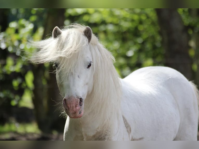 Poney classique Étalon 8 Ans 110 cm Gris in Grimma