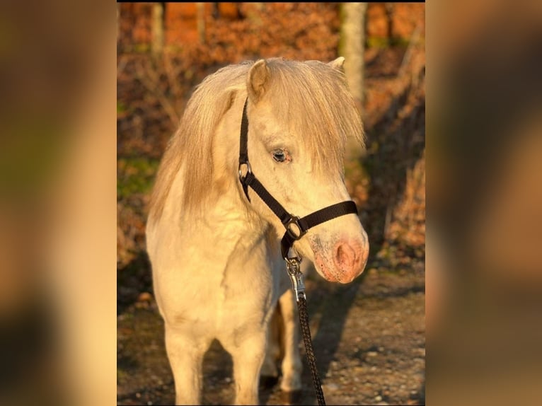 Poney classique Étalon 8 Ans 110 cm Gris in Grimma