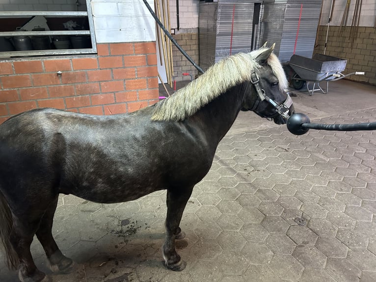 Poney classique Étalon  in Senden