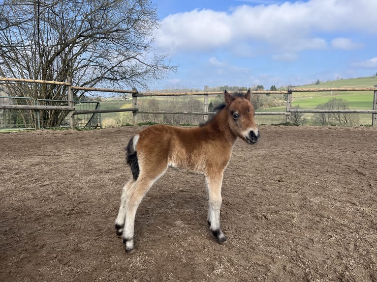 Poney classique Croisé Étalon Poulain (04/2026) 100 cm  in Geroldsgrün