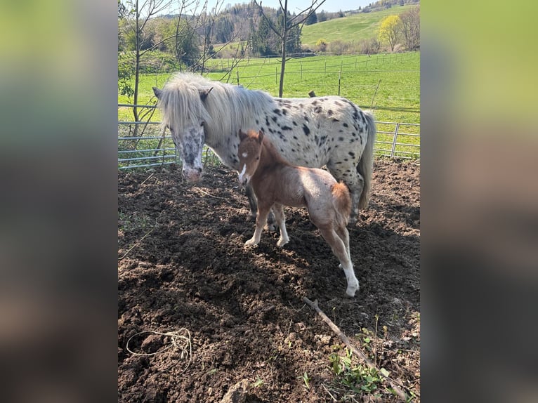 Poney classique Croisé Étalon Poulain (04/2026) 100 cm Léopard in Geroldsgrün