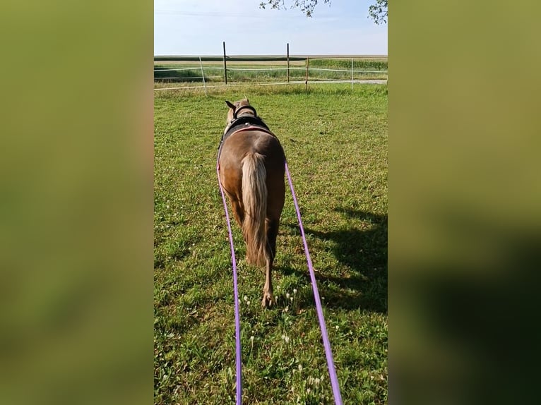 Poney classique Hongre 10 Ans 106 cm Alezan in Weigenheim