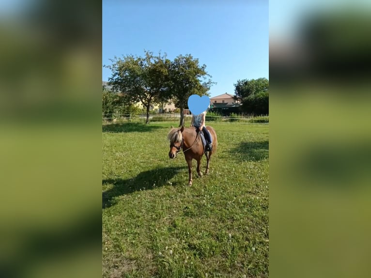 Poney classique Hongre 10 Ans 106 cm Alezan in Weigenheim