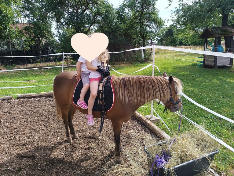 Poney classique Hongre 10 Ans 106 cm Alezan in Weigenheim