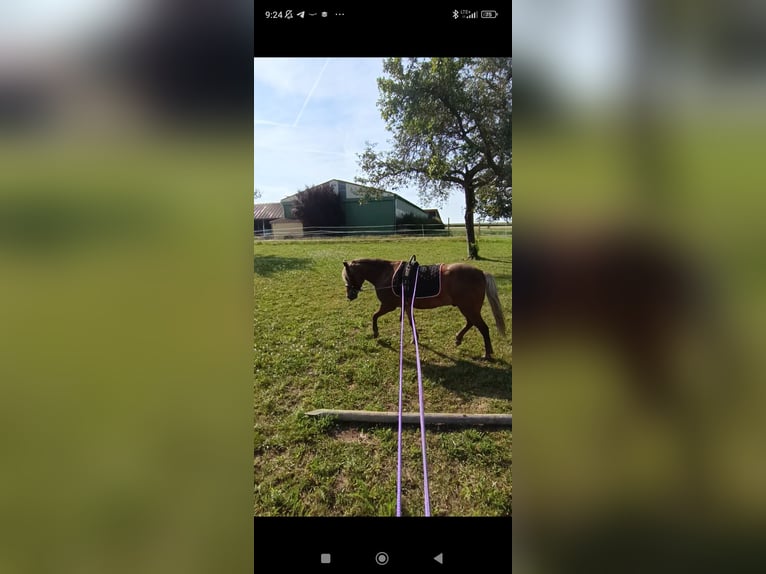 Poney classique Hongre 10 Ans 106 cm Alezan in Weigenheim