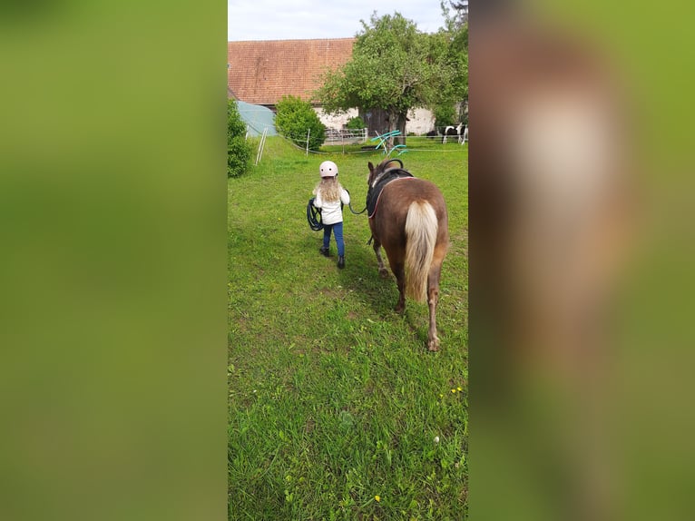 Poney classique Hongre 10 Ans 106 cm Alezan in Weigenheim