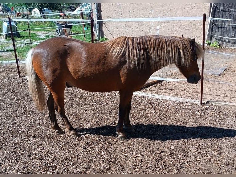 Poney classique Hongre 10 Ans 106 cm Alezan in Weigenheim