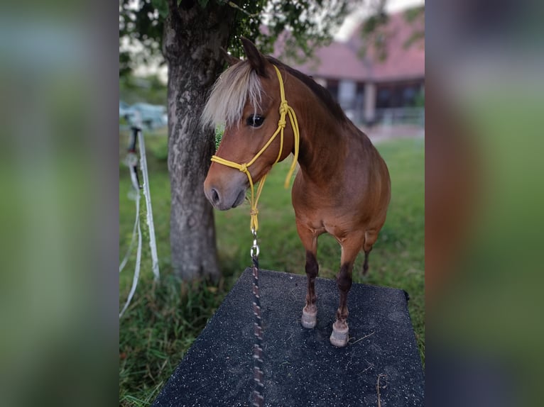 Poney classique Hongre 10 Ans 106 cm Alezan in Weigenheim