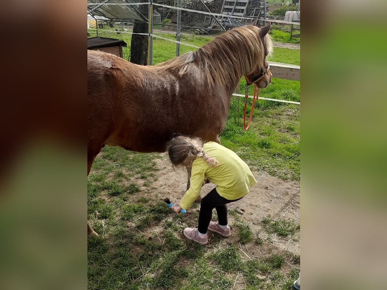 Poney classique Hongre 10 Ans 106 cm Alezan in Weigenheim