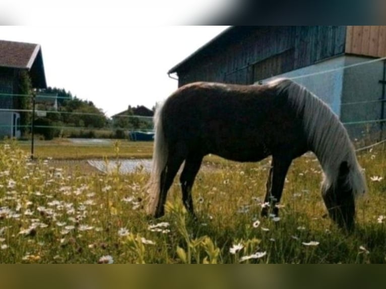 Poney classique Hongre 10 Ans 115 cm Alezan brûlé in Freilassing