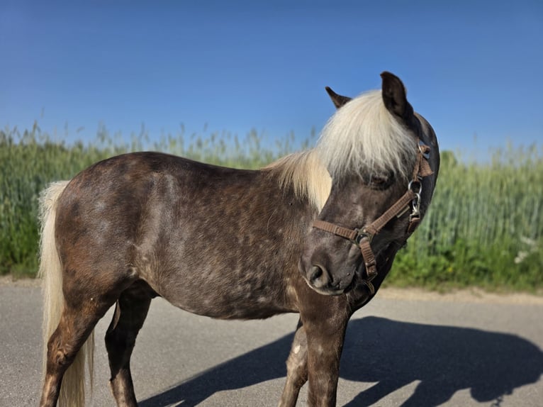 Poney classique Hongre 10 Ans 115 cm Alezan brûlé in Freilassing