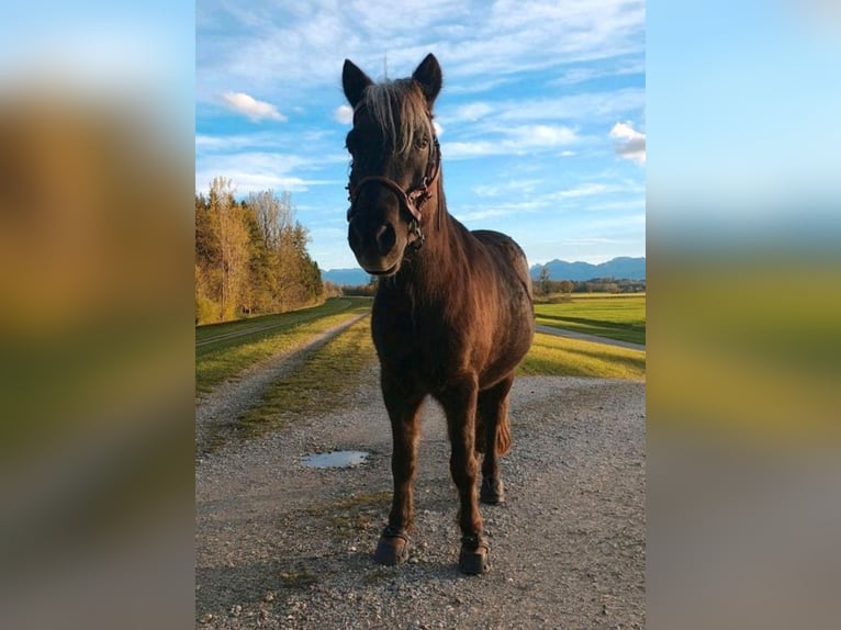 Poney classique Hongre 10 Ans 115 cm Alezan brûlé in Freilassing