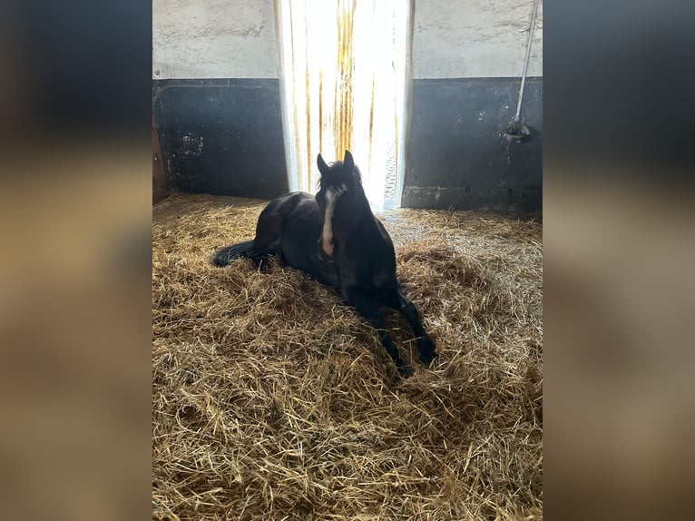 Poney classique Hongre 10 Ans 128 cm Bai brun in Schkopau Korbetha