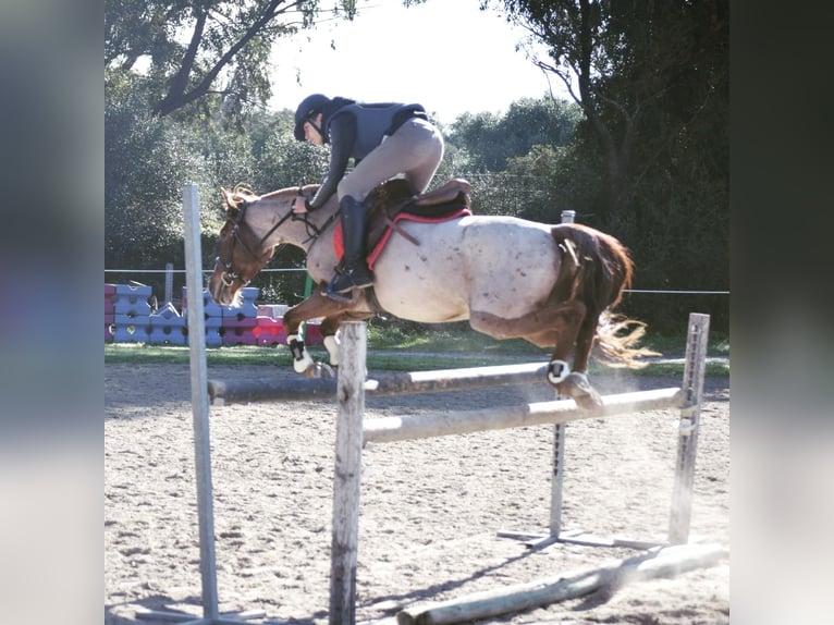 Poney classique Croisé Hongre 10 Ans 138 cm Overo-toutes couleurs in Puerto Real