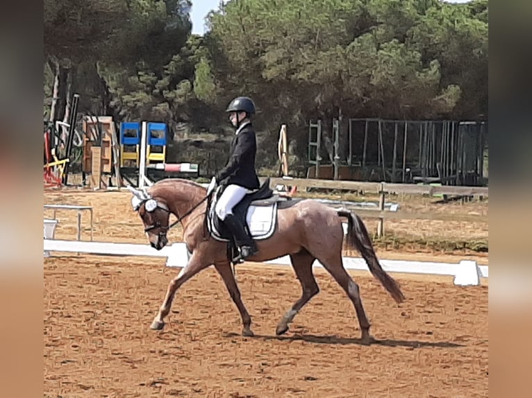 Poney classique Croisé Hongre 10 Ans 138 cm Overo-toutes couleurs in Puerto Real